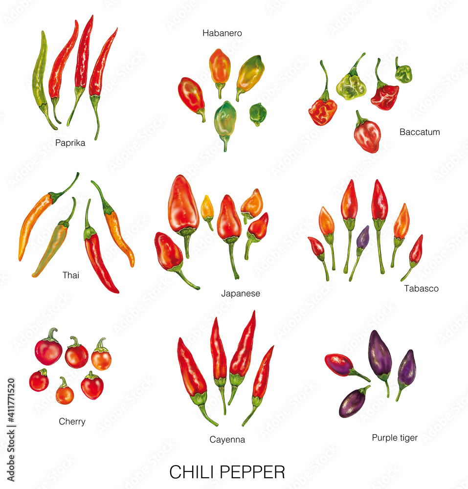 watercolor illustration of different chili peppers (paprika, habanero, thai, japanese, cherry, cayenna, purple tiger, tabasco and baccatum) - obrazy, fototapety, plakaty 