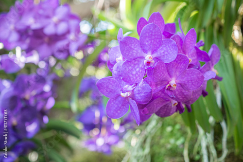 Beautiful Vanda Coerulea orchids are blooming in the garden. Close-up photo. Orchids plant concept