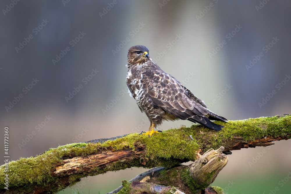 Common buzzard buteo buteo standing on a mossy treetrunk watching to the right Common buzzard buteo buteo standing on a mossy treetrunk watching to the right