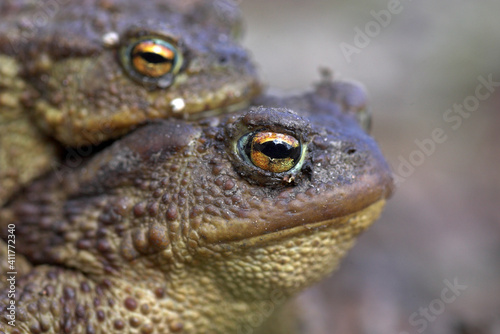 Close up isolated head portrait of the mating Common Toads with the focus on the eye of the female on the front