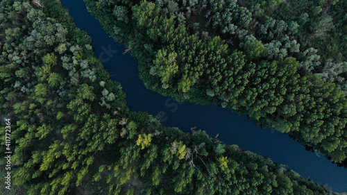 Top view of green dense forest with tall trees. The river flows diagonally between the trees. Ukraine