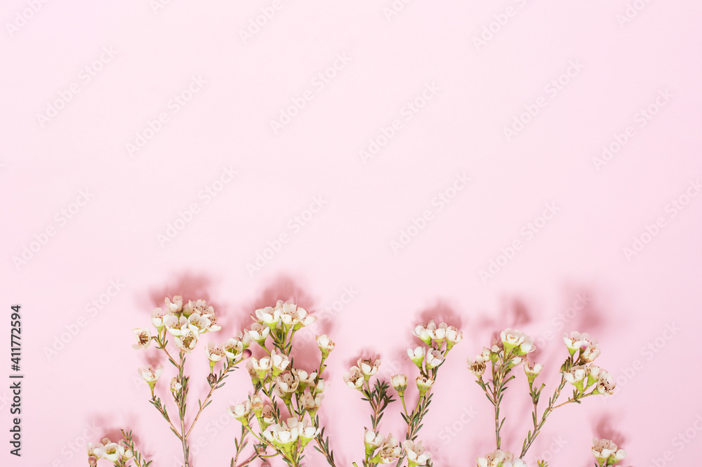The flowers are small white waxy Brumaire flowers on a pink background.