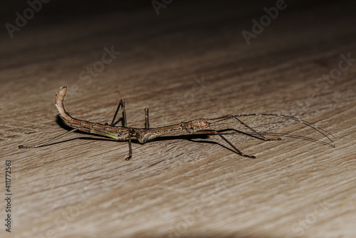 Closeup of a newly discovered phasmid insect named Nui Chua on a wooden surface photo