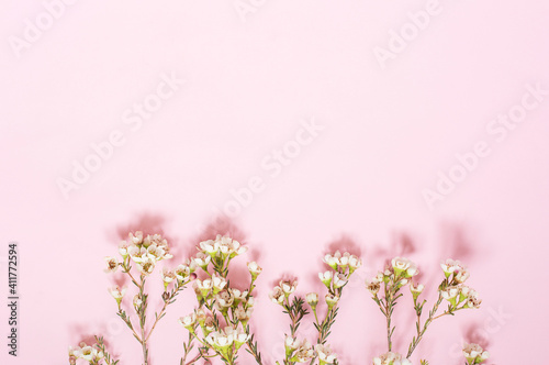 The flowers are small white waxy Brumaire flowers on a pink background.
