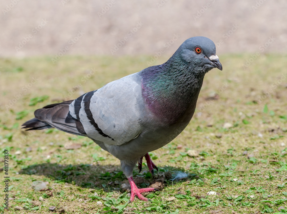 Rock Dove (Columba livia) in park, Keil, Schleswig-Holstein, Germany Rock Dove (Columba livia) in park, Keil, Schleswig-Holstein, Germany
