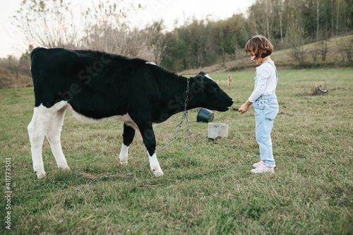 Little girl feeding calf on the farm.
