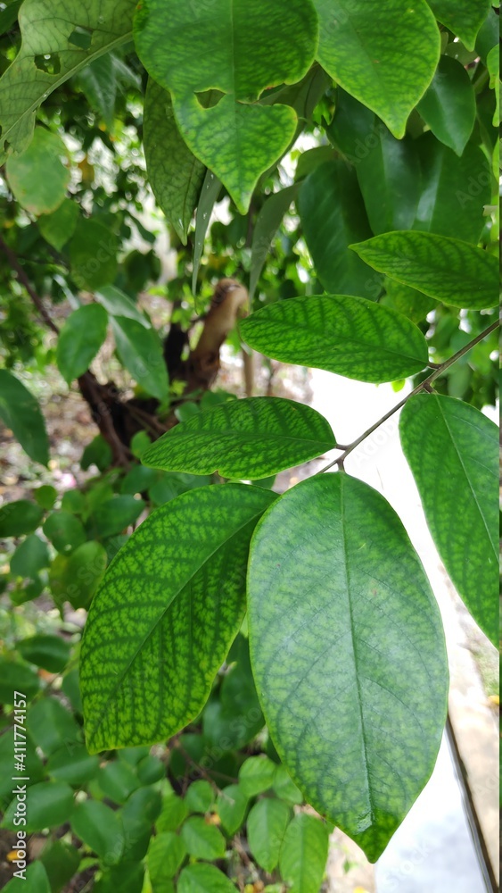 Selective focus image, he picture of star fruit's tree Selective focus image, he picture of star fruit's tree