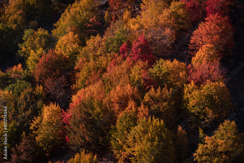 Red and Orange Autumn Leaves Background. Nature shot. Red and Orange Autumn Leaves Background. Nature shot.