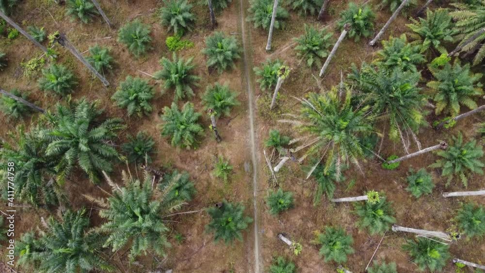 Aerial look down rural path in dry oil palm tree estate Aerial look down rural path in dry oil palm tree estate