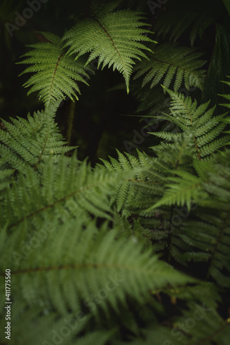 Beautiful green fern leaves in nature.Macro photography of rain forest background.