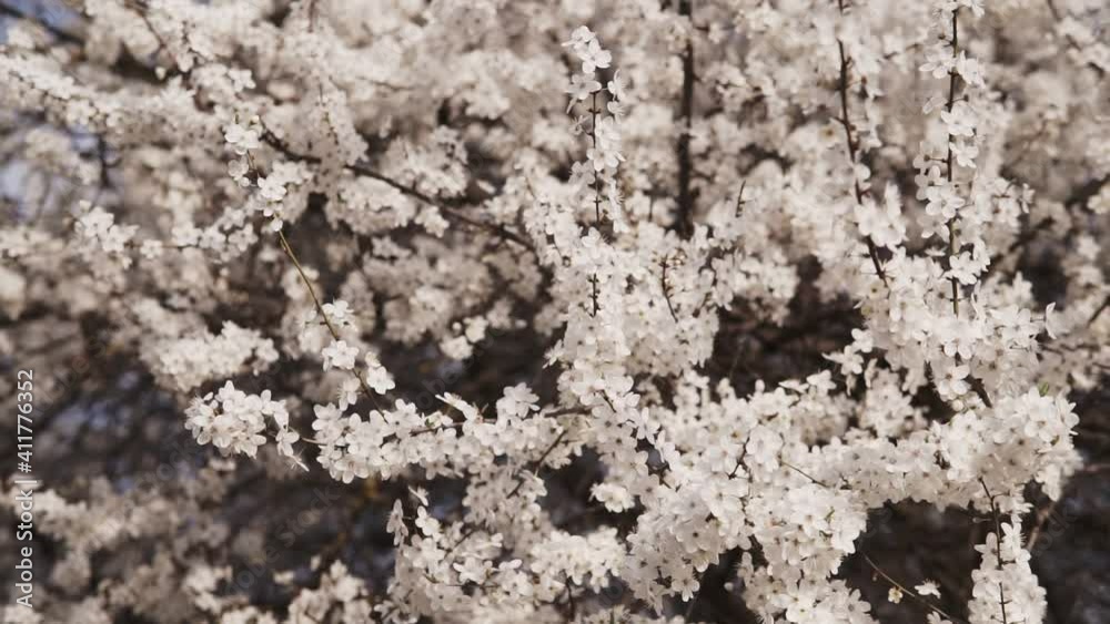 Early spring plum blossoms after winter, elegant and clean white plum blossoms Early spring plum blossoms after winter, elegant and clean white plum blossoms