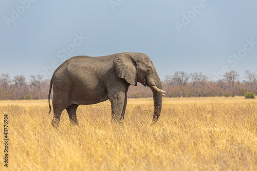 African elephant (loxodonta africana) foraging on dry savanna
