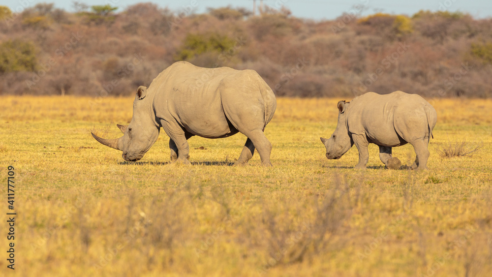 Fototapeta premium White rhinoceros (Ceratotherium simum) mother with calf in late afternoon light