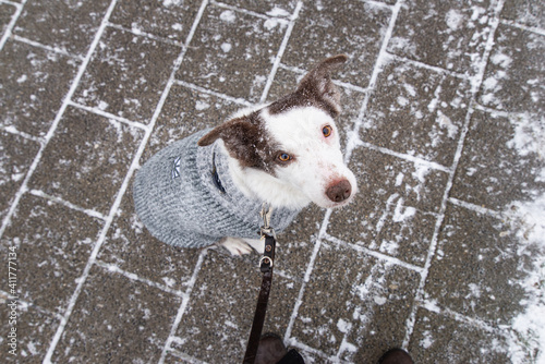 A Border Collie dog on the leash, looking at the camera, covered in snow photo