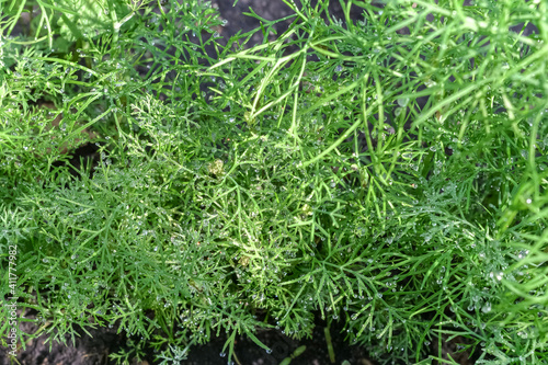 morning dew lies on the small leaves of the garden plant dill