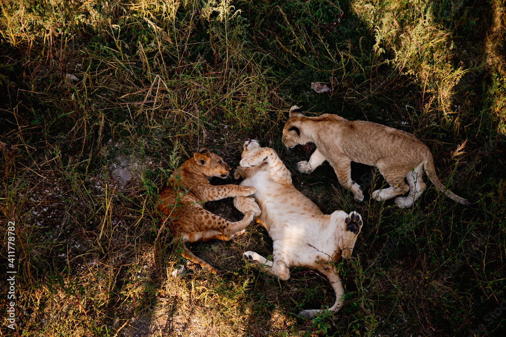 Obraz premium Young baby lion in wildlife. Safari
