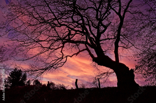  Dramatic silhouette of a tree in winter with colourful sky