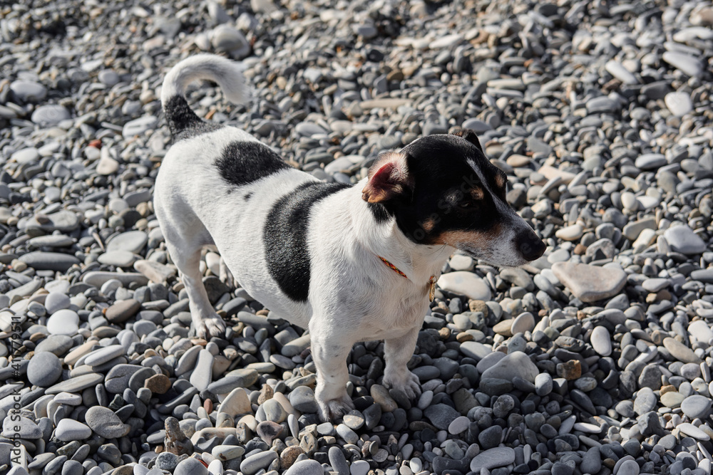 Black and white little English hunting breed of dog walking on pebble beach and breathing in fresh air. Smooth haired Jack Russell Terrier on walk.