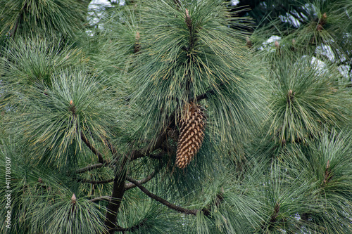 A close-up shot to big-cone pine (Coulter pine) leaves and cones photo