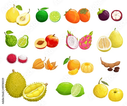 Cartoon fruits vector quince, peach and pear, fennel, durian. Organic mangosteen and lime with persimmon, dragon fruit or mandarin, beans with persimmon. Natural ripe fresh fruits isolated icons set