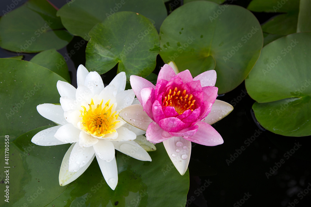 lotus flower or waterlily in white and pink colour is tropical tree do not smell. Most seed is yellow colour.
lotus flower or waterlily in white and pink colour is tropical tree do not smell. Most seed is yellow colour.