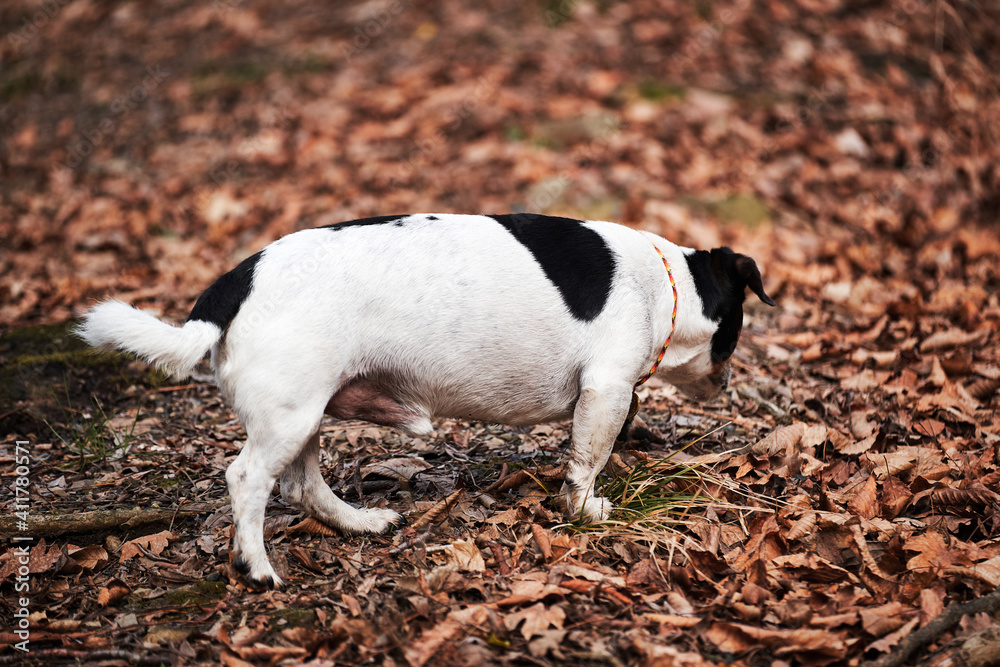 Black and white small English hunting dog breed walks through autumn forest rear view of butt and tail hook. Smooth haired Jack Russell Terrier on walk.