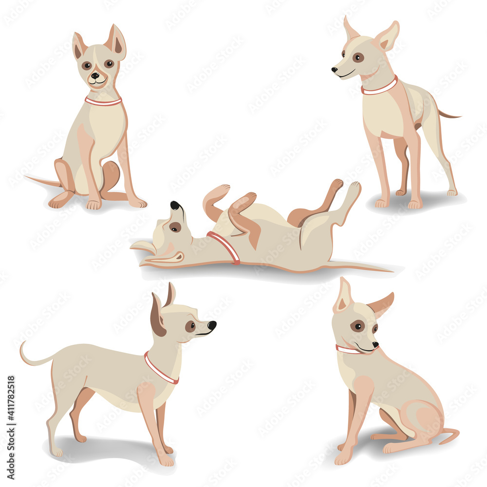 A Chihuahua dog in different poses.