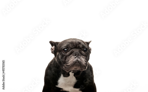 image of dog white background