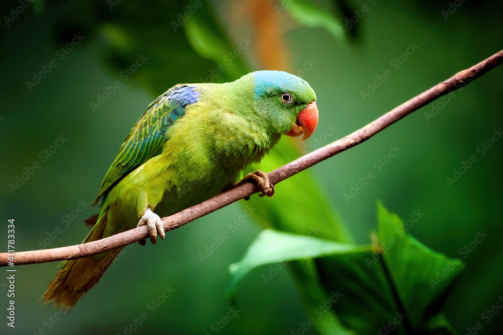 Blue-naped parrot, Tanygnathus lucionensis, colorful parrot, native to Philippines. Green parrot with red beak and light blue rear crown sitting on twig isolated against dark green jungle background.