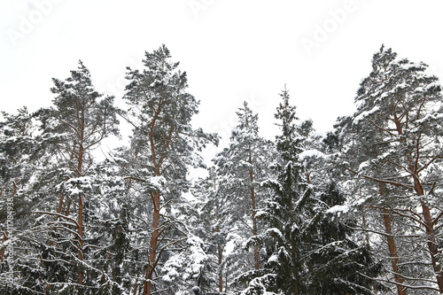 Christmas trees in the snow in winter in the forest © xxx