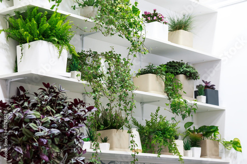 Indoor plants in the interior, hobbies, many different home flowers in the room on a shelf against the background of a white wall