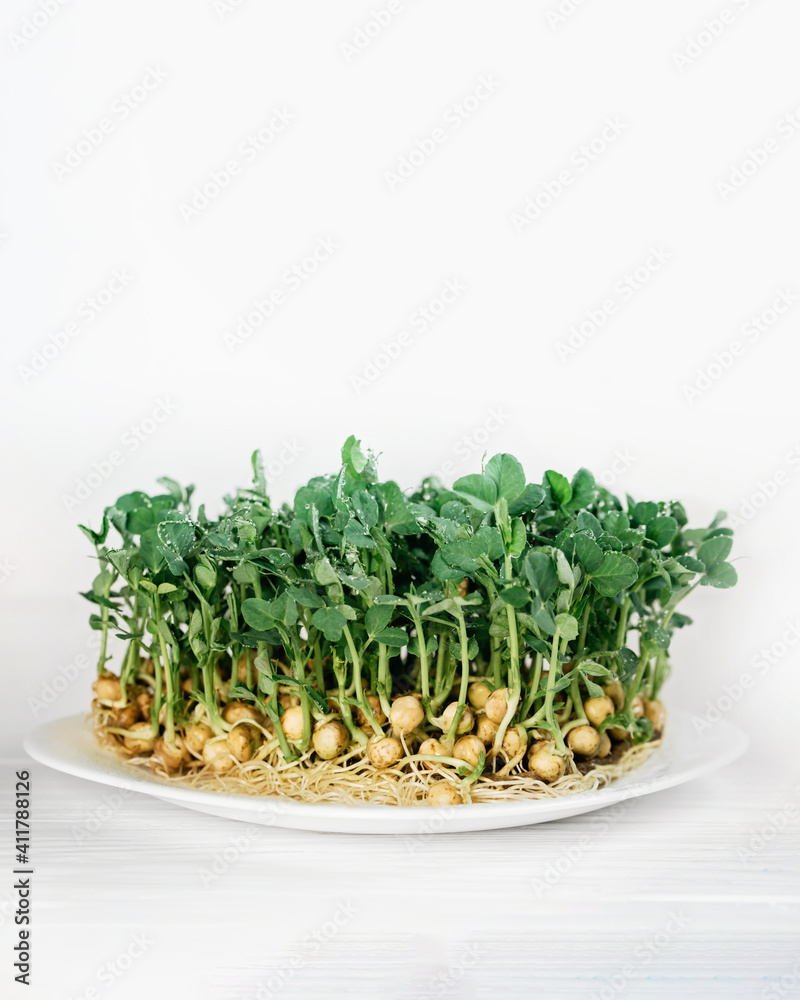 microgreen Foliage Background. Closeup of 8 days old sunflower sprouts. Seed Germination at home. Vegan and healthy eating concept. Sprouted basil germinated from high quality organic plant seed. microgreen Foliage Background. Closeup of 8 days old sunflower sprouts. Seed Germination at home. Vegan and healthy eating concept. Sprouted basil germinated from high quality organic plant seed.