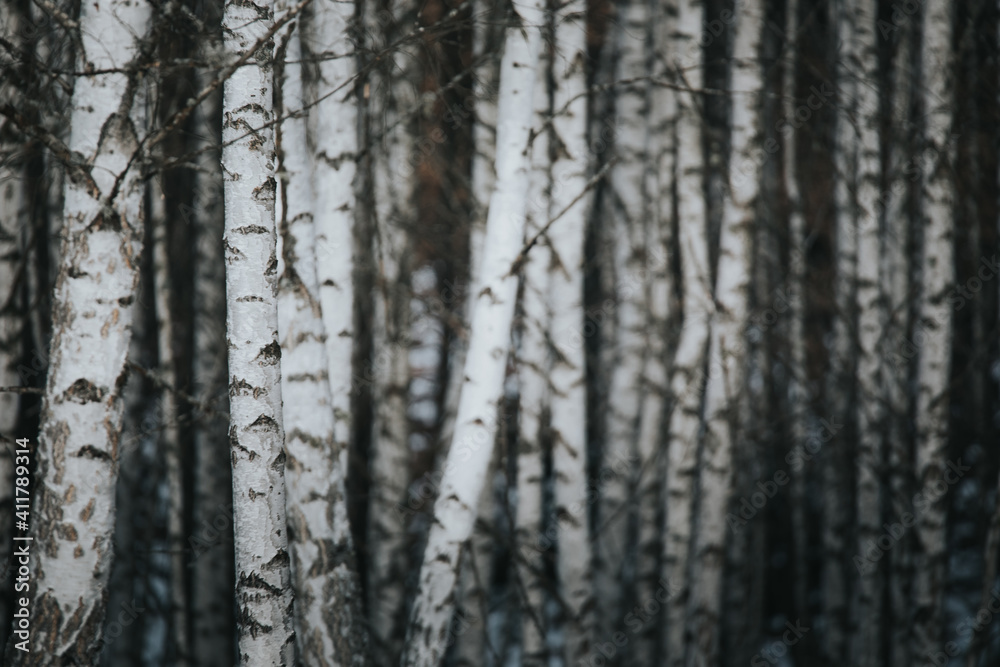 European white trunk birch trees abstract.