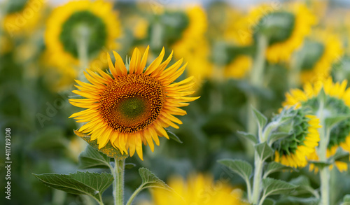 Bright yellow sunflowers against a blue sky with clouds. Field of sunflowers on a summer day