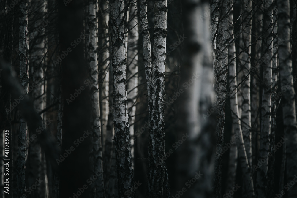 European white trunk birch trees abstract. European white trunk birch trees abstract.