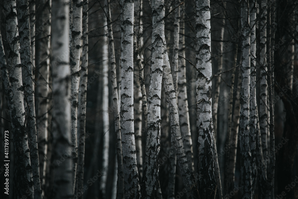 European white trunk birch trees abstract.