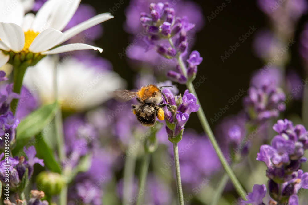 View of a bumblebee on a lavender flower b View of a bumblebee on a lavender flower b