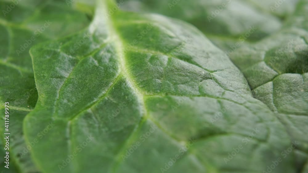 Fresh spinach leaf texture close up. Macro. Dolly Shot Fresh spinach leaf texture close up. Macro. Dolly Shot