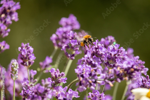 View of a bumblebee on a lavender flower b