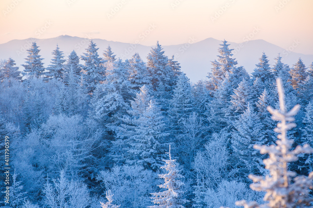 Beautiful winter landscape. Powdered low trees stand on the top of the mountain at sunset. Trees in the snow.
