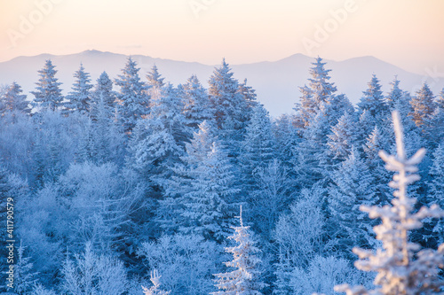 Beautiful winter landscape. Powdered low trees stand on the top of the mountain at sunset. Trees in the snow. © alexhitrov