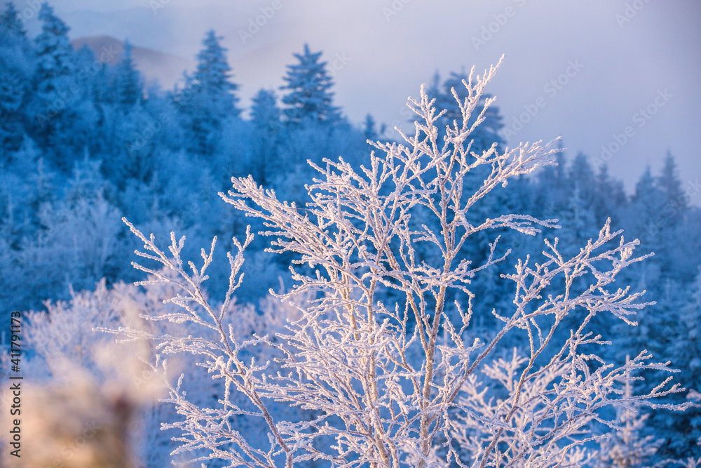 Beautiful winter landscape. Powdered low trees stand on the top of the mountain at sunset. Tree branches in the snow. Beautiful winter landscape. Powdered low trees stand on the top of the mountain at sunset. Tree branches in the snow.