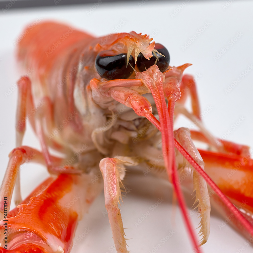 Norway lobster from the estuaries of Galicia, in Spain. Norway lobster