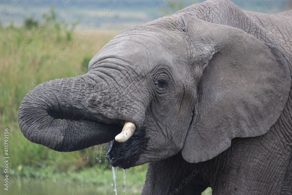 Naklejka premium Masai Mara tusker