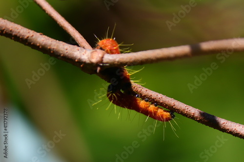 Painted Jezebel caterpillar photo