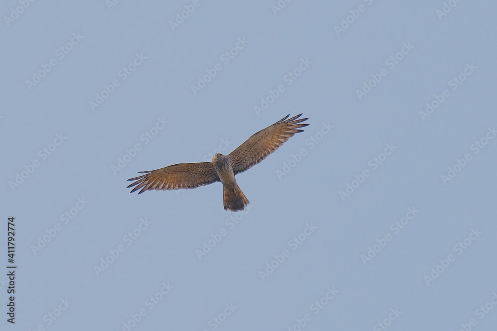 Fototapeta premium Pied Harrier
