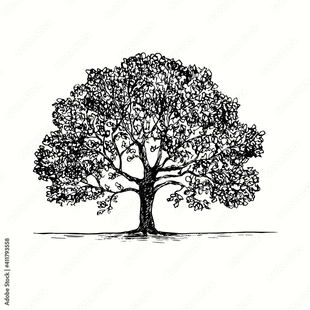 Naked oak tree in pencil | Tree sketches, Tree drawing, Oak tree tattoo