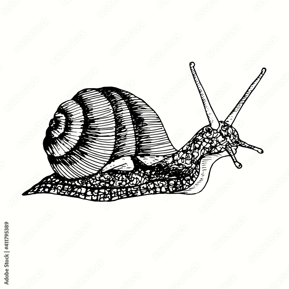 Hand drawn snail side view. Ink black and white drawing. Vector ...