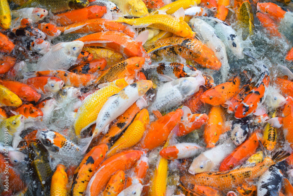 Colorful fancy koi fish. Carp fish Colorful fancy koi fish. Carp fish