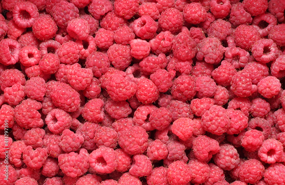 Lots of pink raspberry berries background